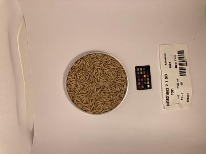 Click for 1 image(s) for this accession. SEED